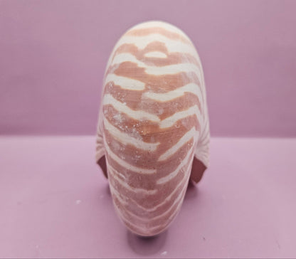 Tiger Nautilus Shell – Striking Natural Ocean Decor (7")