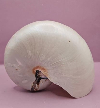 Tiger Nautilus Shell – Striking Natural Ocean Decor (7.25")