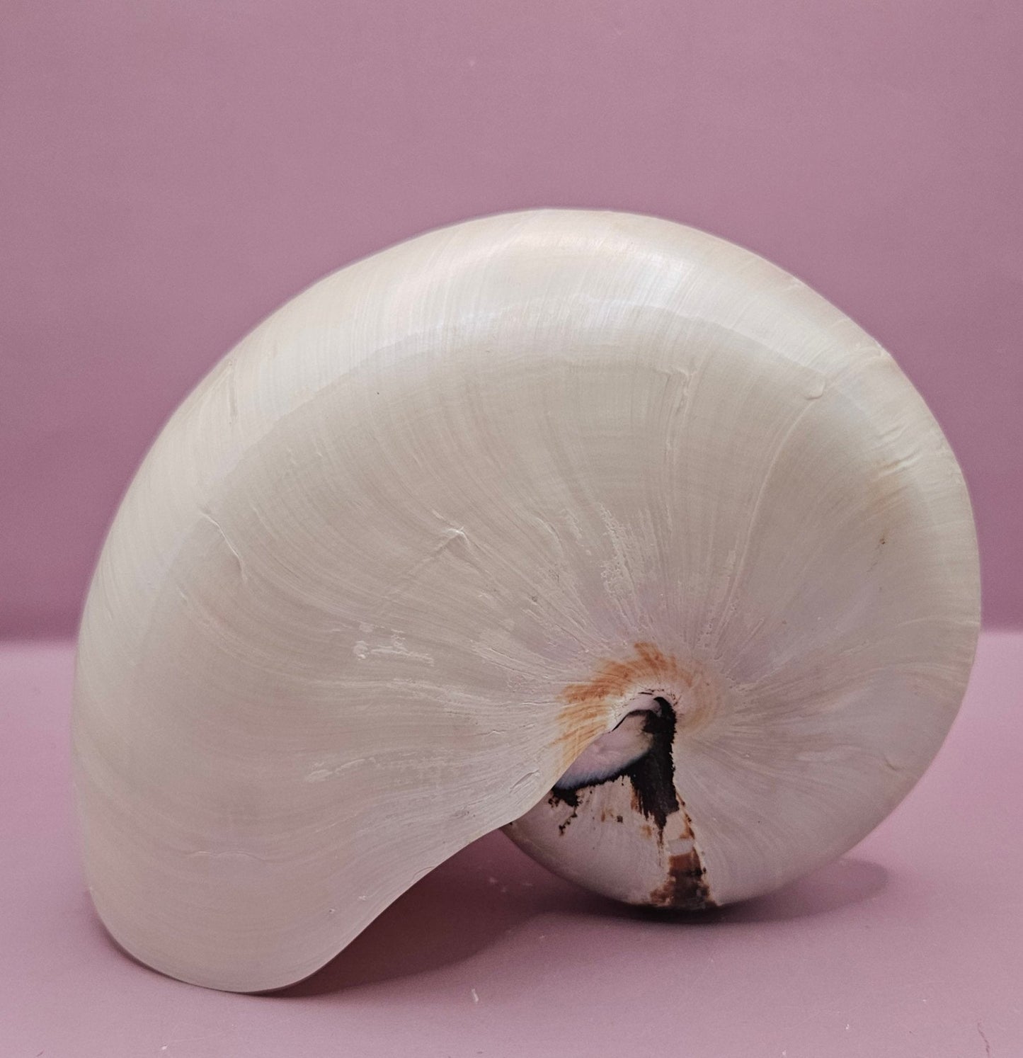 Tiger Nautilus Shell – Striking Natural Ocean Decor (7.25")