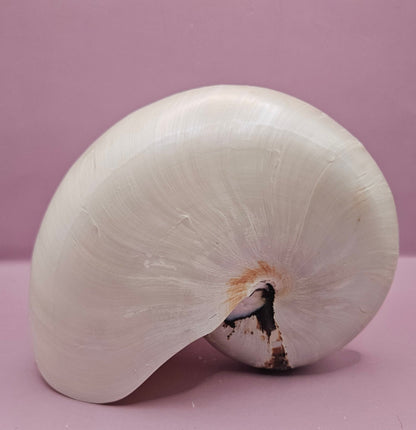 Tiger Nautilus Shell – Striking Natural Ocean Decor (7.25")
