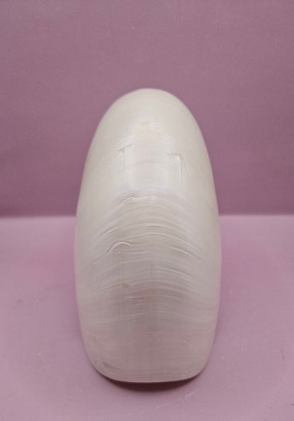 Tiger Nautilus Shell – Striking Natural Ocean Decor (7.25")