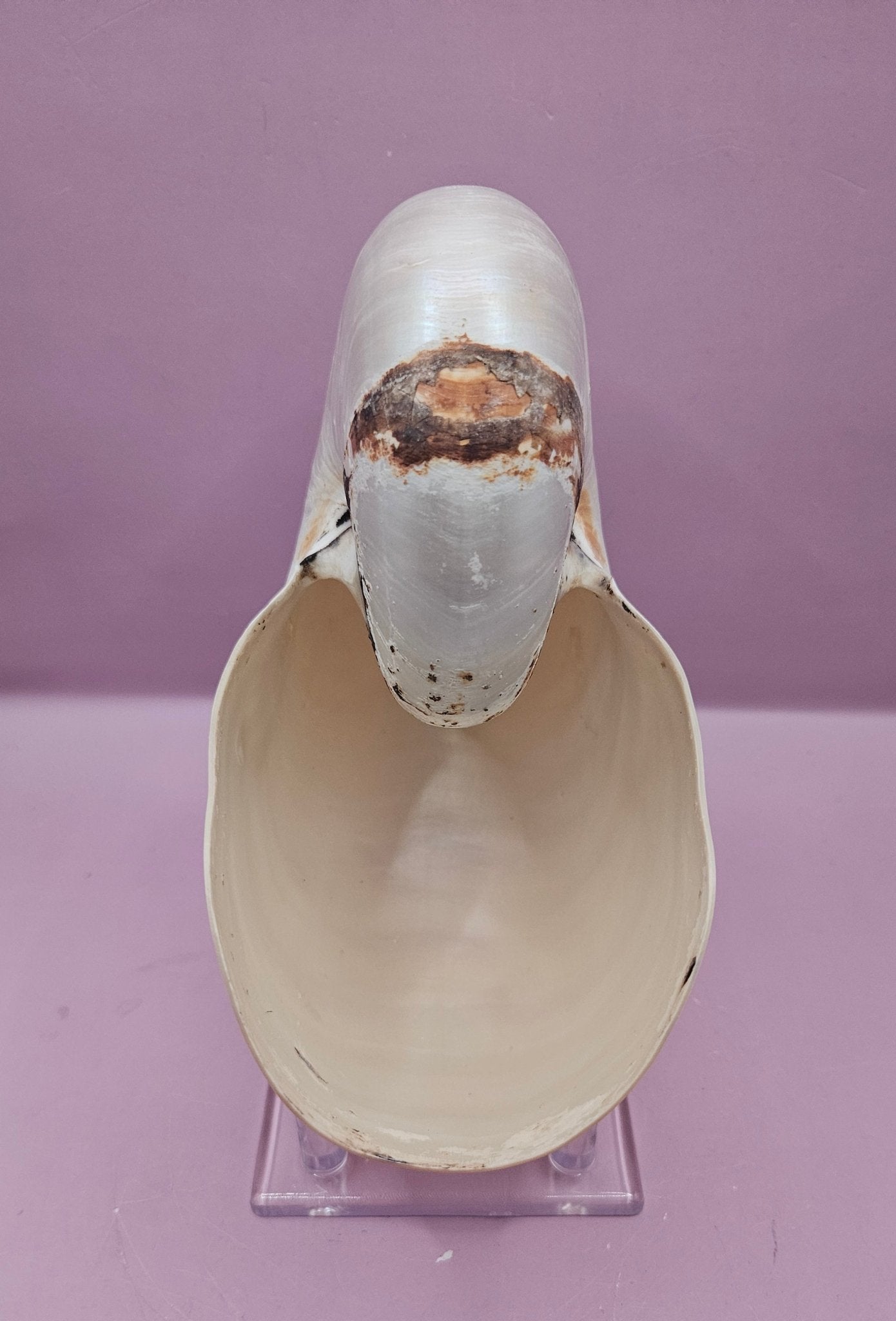 Tiger Nautilus Shell – Striking Natural Ocean Decor (7.25")