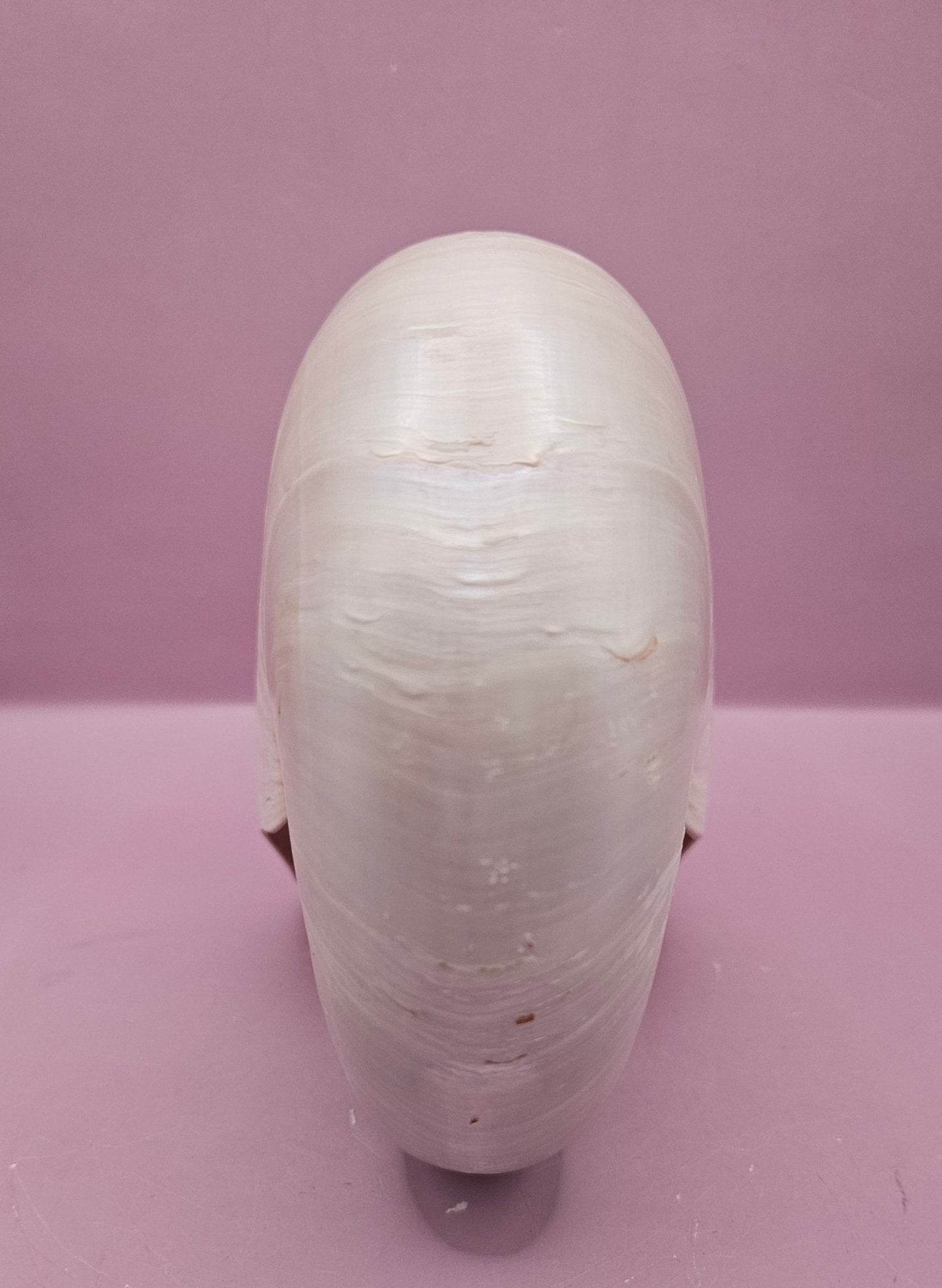 Tiger Nautilus Shell – Striking Natural Ocean Decor (7.25")