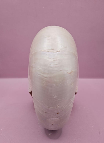 Tiger Nautilus Shell – Striking Natural Ocean Decor (7.25")