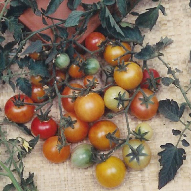 Cherry Tomato Seeds, Bi-color (Organic) – Vegetable Seeds