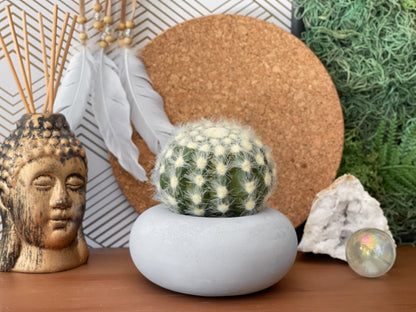 Perfect Succulent Planter – Planter