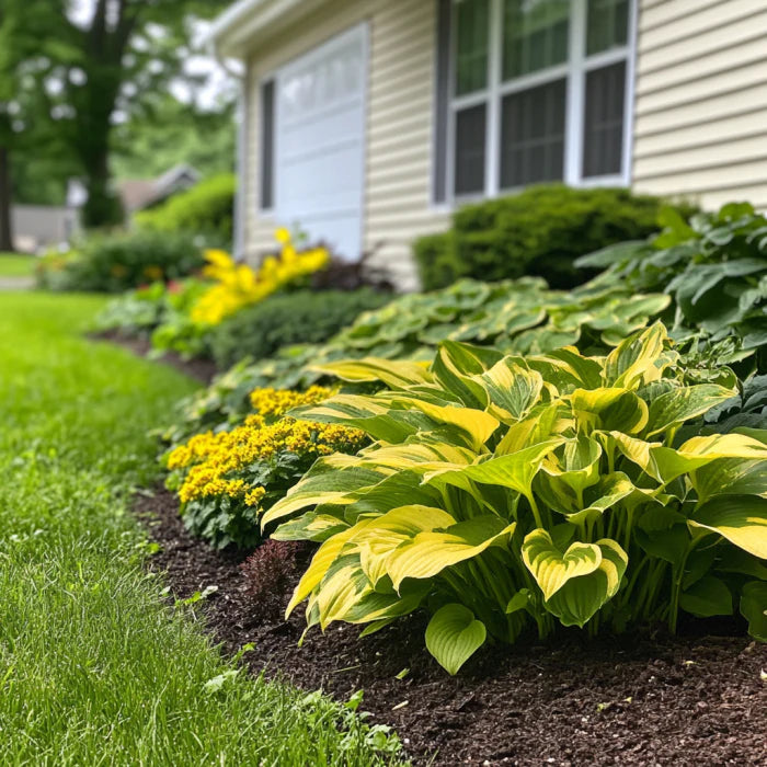 Rare Yellow Variegated Hosta Seeds – Green Leaves with Gold and Creamy Yellow Edges