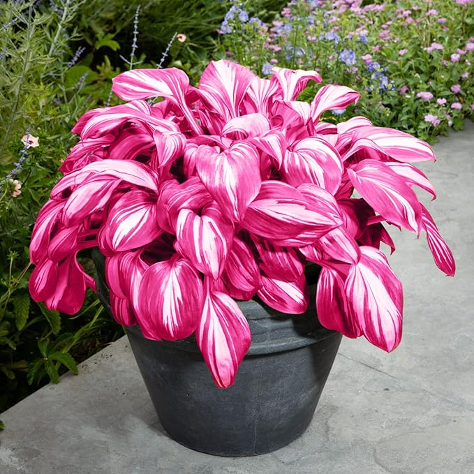 Pink White Hosta Seeds – Variegated Shade-Loving Perennial for Borders & Gardens