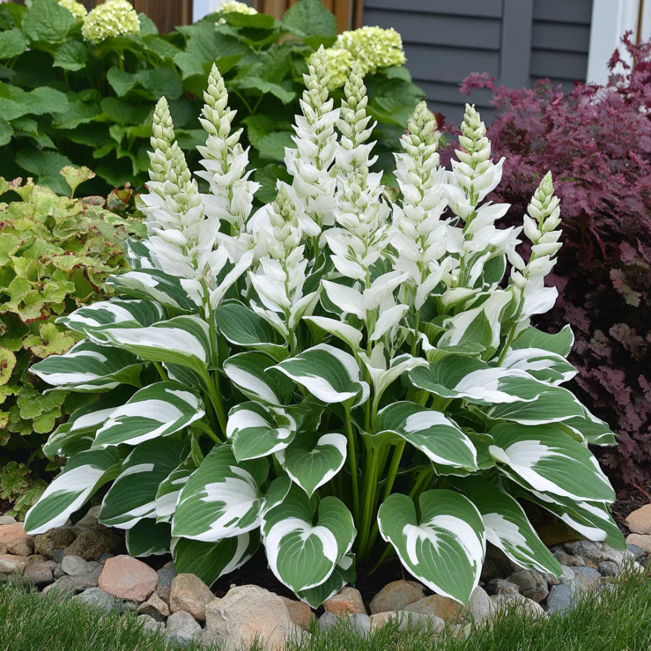 Rare Variegated White Hosta Seeds – Green Leaves with Elegant White Edges for Shade Gardens