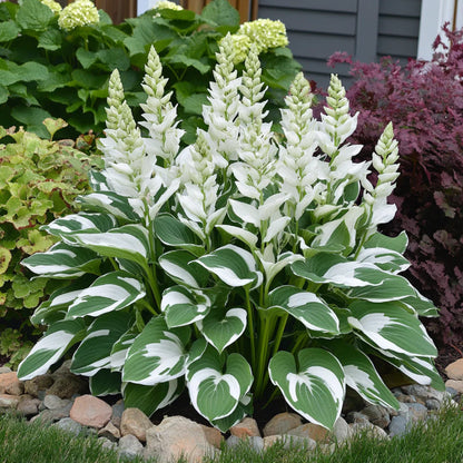 Rare Variegated White Hosta Seeds – Green Leaves with Elegant White Edges for Shade Gardens