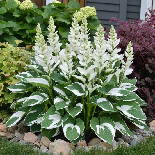 Rare Variegated White Hosta Seeds – Green Leaves with Elegant White Edges for Shade Gardens