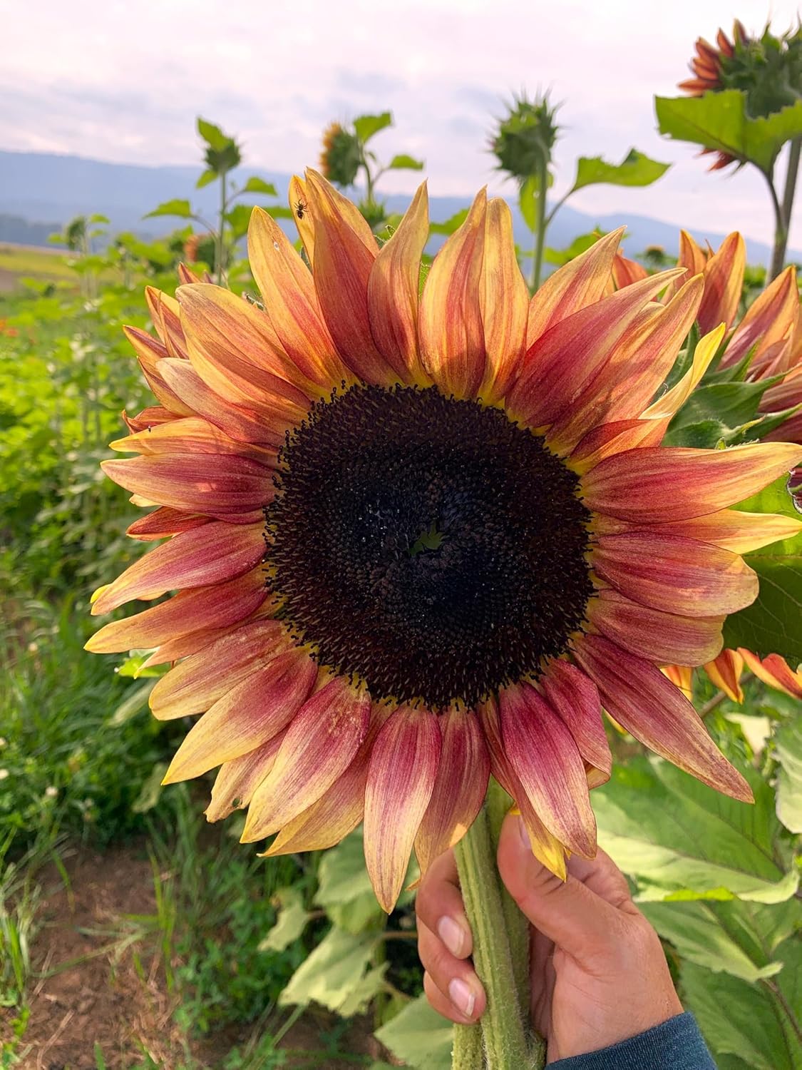 Ruby Passion Sunflower Seeds – Vibrant Red Blooms for Garden Planting