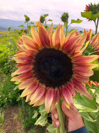 Ruby Passion Sunflower Seeds – Vibrant Red Blooms for Garden Planting