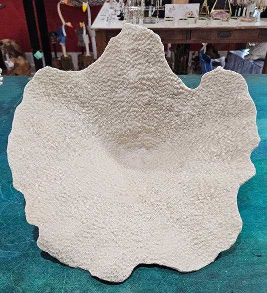 Vintage Black Cup Coral – Large Natural Specimen – 14” x 11” x 9.5 – Unique marine décor piece for coastal, nautical, and ocean-inspired interior styling.