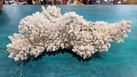 Vintage Natural Branch Coral – Large Display Piece – 16.5” x 11.25” x 7”