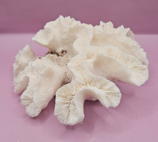 Vintage Open Brain Coral Decorative Piece - 8.5"x6"x3.25"