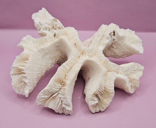 Vintage Open Brain Coral Decorative Piece - 9"x7.5"x3.5"