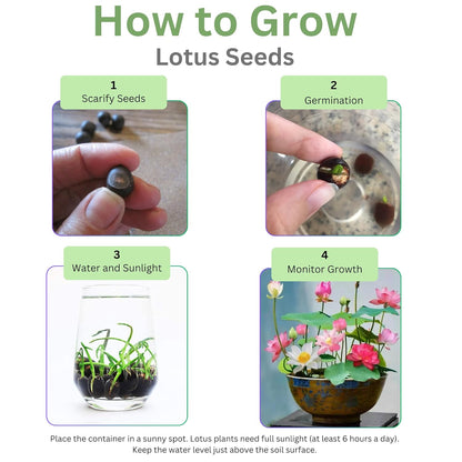 Premium Black Lotus Flower Seeds, Grow Exotic And Rare Blooms