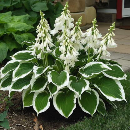 Rare Variegated White Hosta Seeds – Green Leaves with Elegant White Edges for Shade Gardens