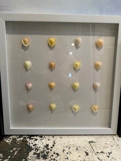 White Frame with Natural Pastel Heart Cockle Shells- Coastal Home Wall Decor- CARDIUM CARDISSA Specimen Shadowbox –