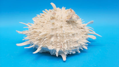 White Thorny Oyster Shell Specimen, Spondylus, 7" x 7"