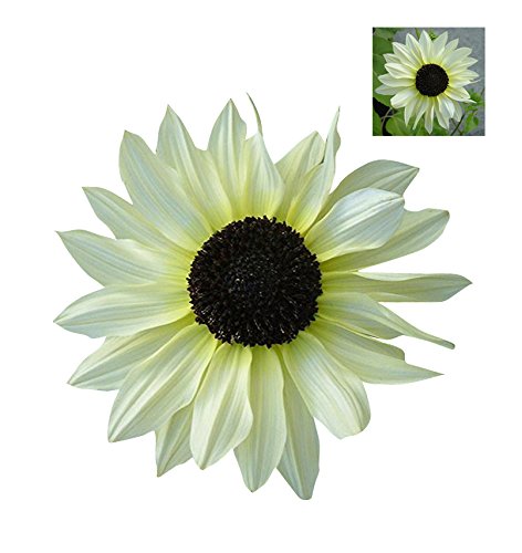 White Sunflower Seeds – Rare Elegant Blooms for Garden Planting