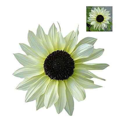 White Sunflower Seeds – Rare Elegant Blooms for Garden Planting