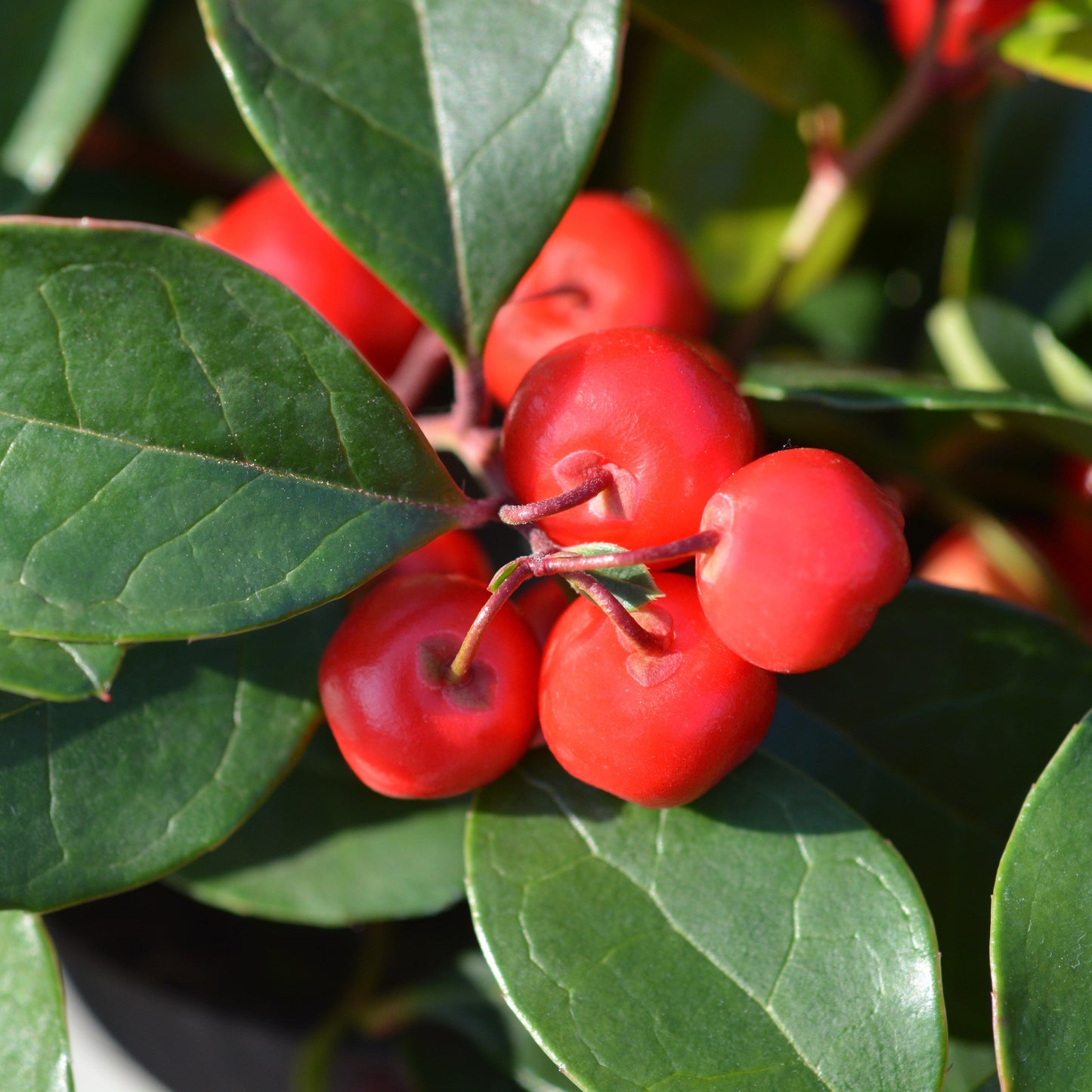 Wintergreen Essential Oil – Essential_Oil