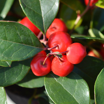 Wintergreen Essential Oil – Essential_Oil