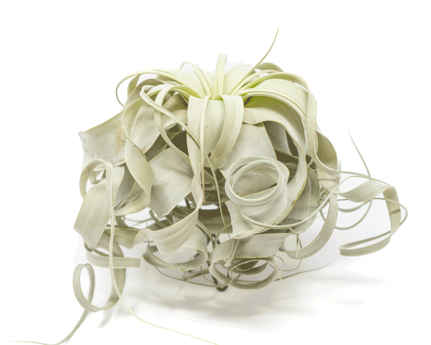 Special Curly Tillandsia Xerographica - Limited Quantities / 6-8 Inches Wide – airplant