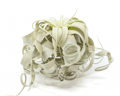 Special Curly Tillandsia Xerographica - Limited Quantities / 6-8 Inches Wide – airplant
