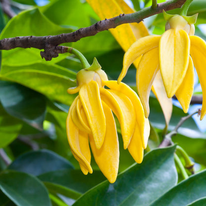 Ylang Ylang Essential Oil – Essential_Oil