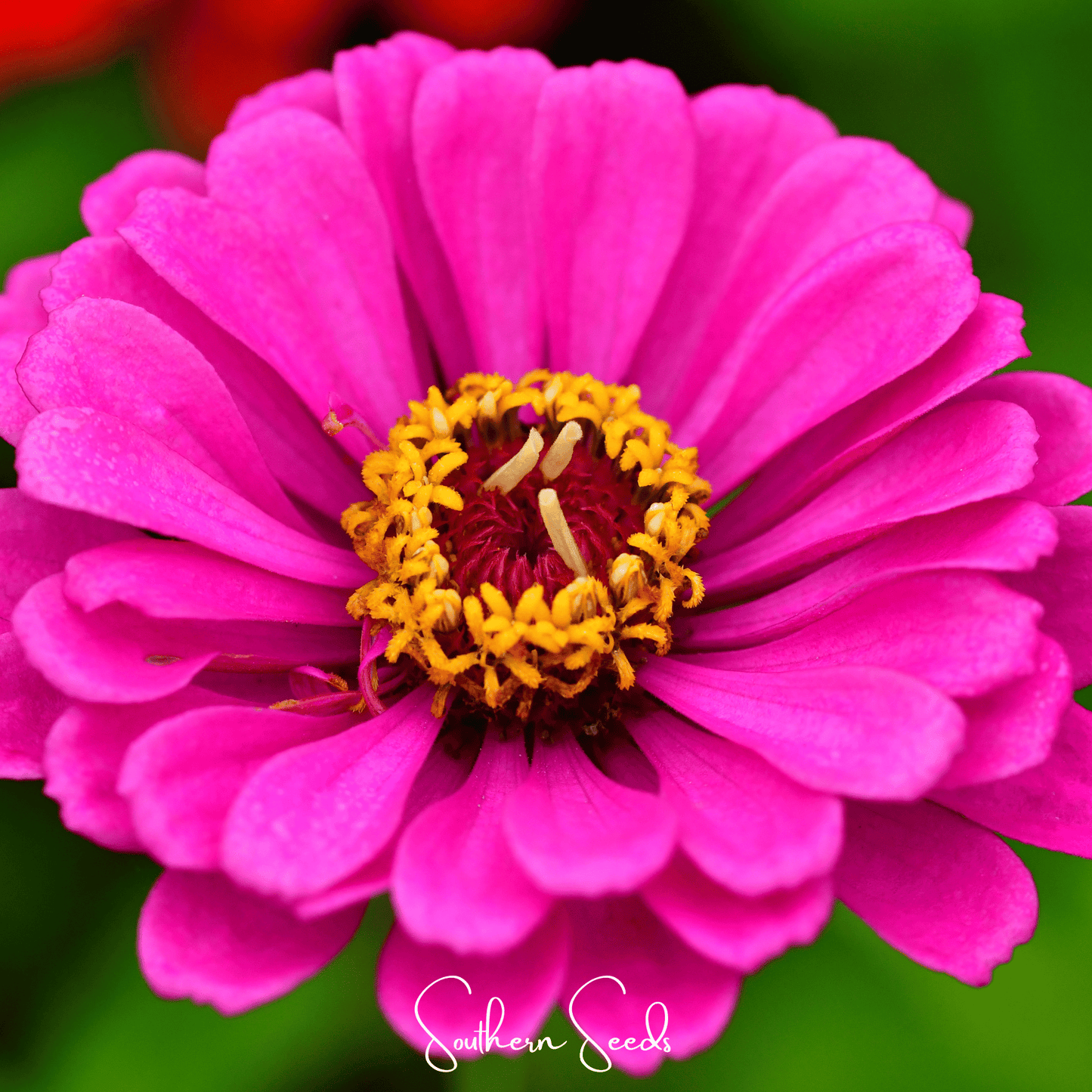Zinnia, Blueberry Cheesecake  – 100 Seeds