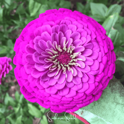 Zinnia, Blueberry Cheesecake  – 100 Seeds