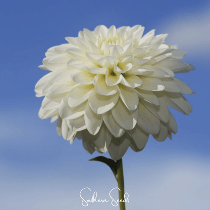 Zinnia, Blueberry Cheesecake  – 100 Seeds