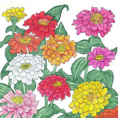 Zinnia, California Mix (lb) – Flower Seeds