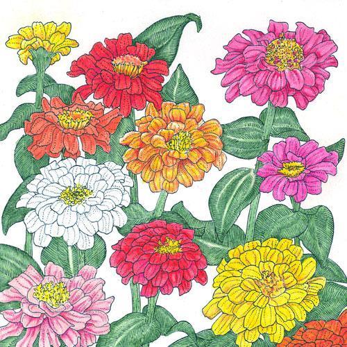 Zinnia, California Mix (lb) – Flower Seeds
